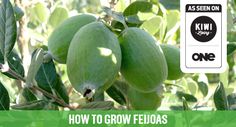 some green fruit hanging from a tree with the words how to grow feilos on it