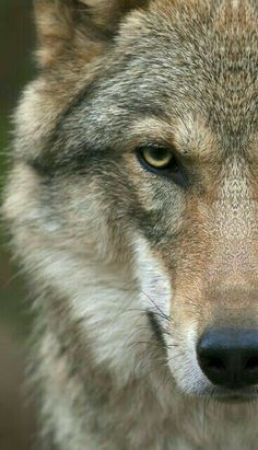 a close up of a wolf's face with green eyes