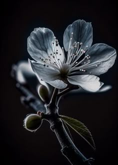 a close up of a flower on a tree branch