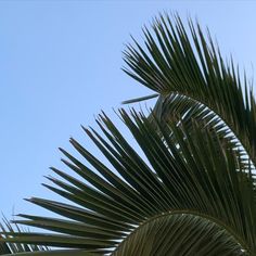 the top of a palm tree against a blue sky