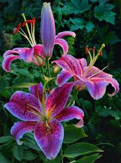 three pink flowers with green leaves in the background