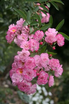 pink flowers are blooming on a tree branch in the sun, with green leaves