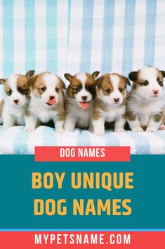 four puppies sitting on a blue and white striped chair with the words boy unique dog names