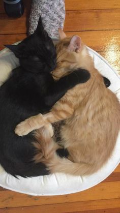 two cats are curled up in a white bowl on the floor next to each other