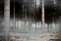 a forest filled with lots of tall trees covered in fog and lightening mists