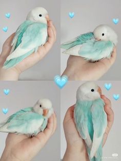 four pictures of two white and blue birds in their hands