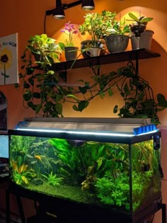 a fish tank filled with plants on top of a table