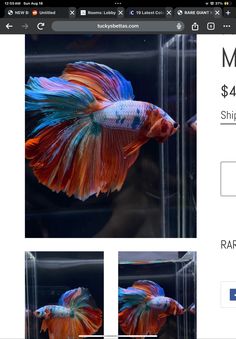 an image of a fish that is for sale on the web page, and it's now up for grabs