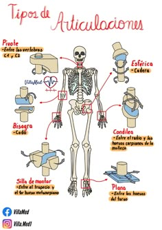 a diagram of the human body with different parts labeled in spanish, including bones and muscles