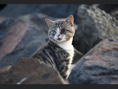 a cat is sitting on some rocks and looking at the camera