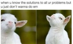 two pictures of a baby goat with the caption when u know the solutions to all our problems but u just don't wanna do em