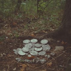 a pile of coins sitting on the ground next to a tree in the woods,