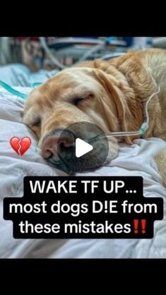 a dog laying on top of a bed next to a person with headphones in his ears