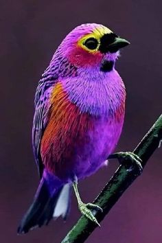 a colorful bird sitting on top of a tree branch