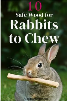 10 safe wood types for rabbits to chew, with rabbit holding a stick. Raising Bunnies, Rabbit Keeping, Rabbit Training, Homemade Rabbit Treats, Raising Meat Rabbits, Bunny Care Tips, Bunny Things, Raising Rabbits For Meat, Outdoor Rabbit