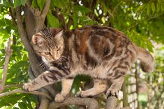 a cat climbing up the side of a tree