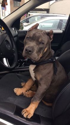 a dog sitting in the driver's seat of a car