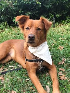 a brown dog laying in the grass with a bandana around it's neck