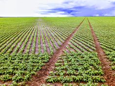 two rows of green plants in the middle of a field