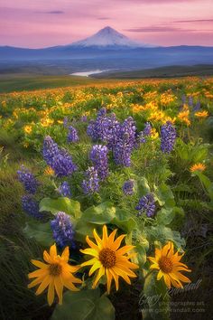 a field full of wildflowers with a mountain in the background