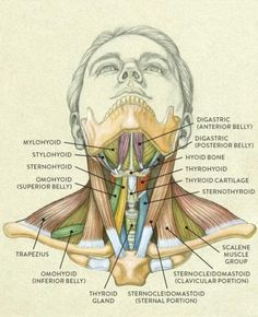 an image of the back of a man's head with muscles labeled in it