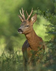 a small deer with antlers standing in the grass looking at something to the side