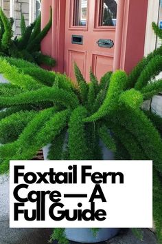 Discover the comprehensive guide to Foxtail Fern care, covering all aspects from watering to light requirements. This article provides valuable insights for both beginners and experienced plant lovers, ensuring your Foxtail Fern thrives in any environment.  IG Photo by: amazing__plants Foxtail Fern Care, Foxtail Plant, East Facing Garden, Foxtail Fern, Florida Landscaping