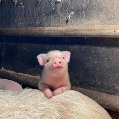 a small pig sitting on top of a pile of hay