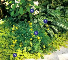 some plants that have blue letters on them in front of green grass and bushes with white flowers