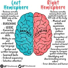 the left and right hemispheres are labeled in blue, red, and pink colors