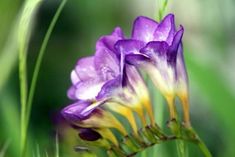 purple flowers with yellow tips in the grass