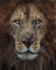 a close up of a lion's face with orange eyes