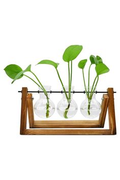 three clear vases with plants in them on a wooden stand against a white background