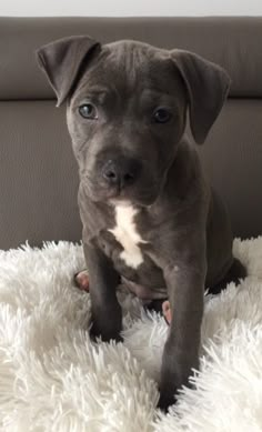 a black and white puppy sitting on top of a fluffy rug in front of a couch