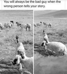 there are two pictures of sheep in the same field, one is black and white