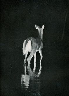 a black and white photo of a deer standing in water at night with it's reflection on the ground