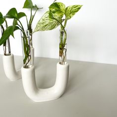 three vases with plants in them sitting on a table next to eachother