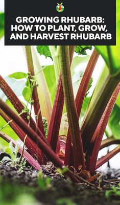 growing rhubarb how to plant, grow and harvest rhubarb