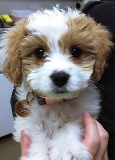 a small white and brown dog being held by someone