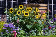 the sunflowers are blooming all over the garden