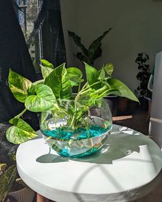 a glass bowl filled with blue water and green plants on top of a white table