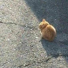 an orange cat is sitting on the pavement