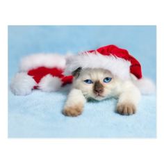 a cat wearing a santa hat laying on top of a blue blanket with it's paws in the air