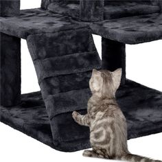 a small kitten is playing with the cat tree