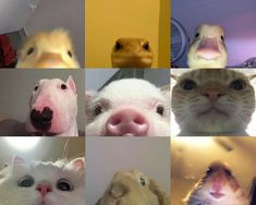 multiple pictures of different types of animals with faces and noses, including one pig, the other cat