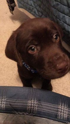 a brown puppy is looking up at the camera