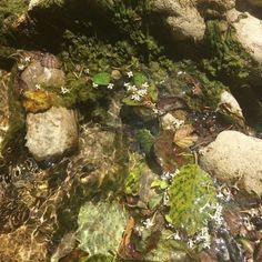 the water is running through some rocks and plants on the ground with moss growing all over it