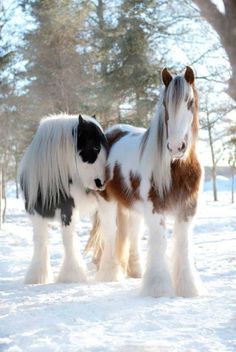 two small horses standing in the snow next to each other on a field covered with snow