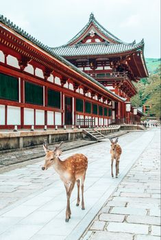 Deer, Japan, Temple Nara Prefecture Japan, Japan Park, Japan Nara, Nara Park Japan, Nara Japan Deer, Nara Japan Aesthetic