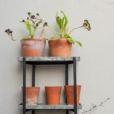 there are many potted plants on the shelf next to each other and one plant is growing out of it